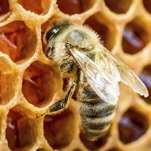 Que significa soñar con abejas