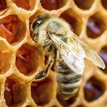 Por que soñe con abejas