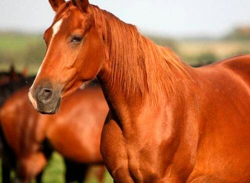 porque soñe con caballos