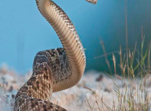 Soñar con serpiente que ataca pero no muerde