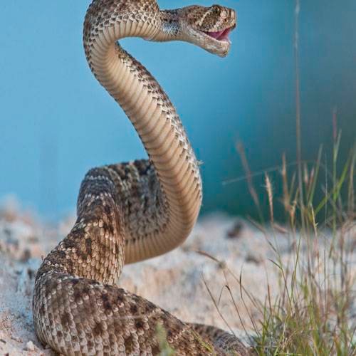 Soñar con serpiente que ataca pero no muerde