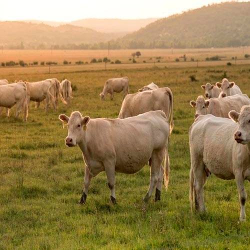 porque soñe con vacas