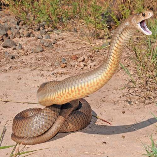 Soñar con serpiente que ataca pero no muerde