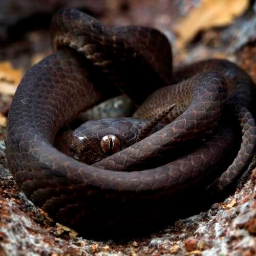 porque soñé con culebra negra