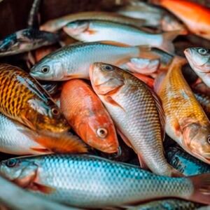 Qué significa soñar con pescados en abundancia