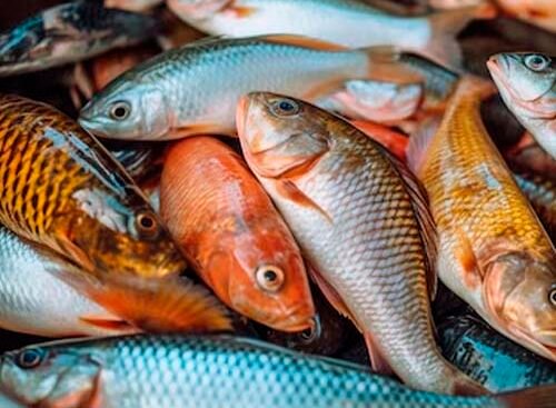 porque soñe con pescados en abundancia