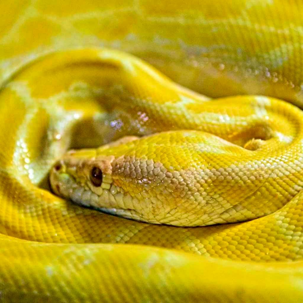 que significa soñar con una serpiente amarilla