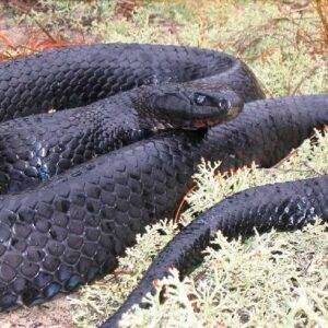 Que significa soñar con serpiente negra