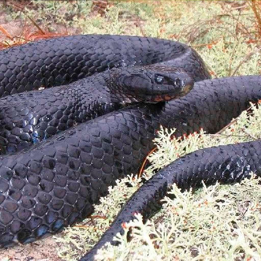 porque soñe cn una serpiente negra