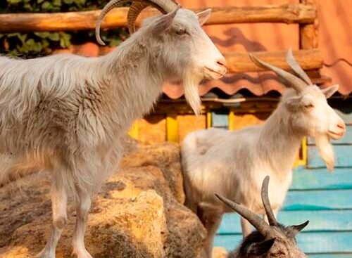 Qué significa soñar con cabras