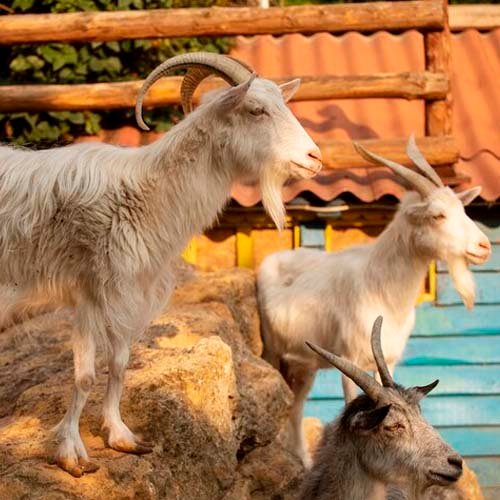 Qué significa soñar con cabras