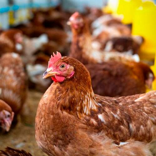 Qué significa soñar con gallinas