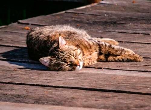 Qué significa soñar con con gatos muertos