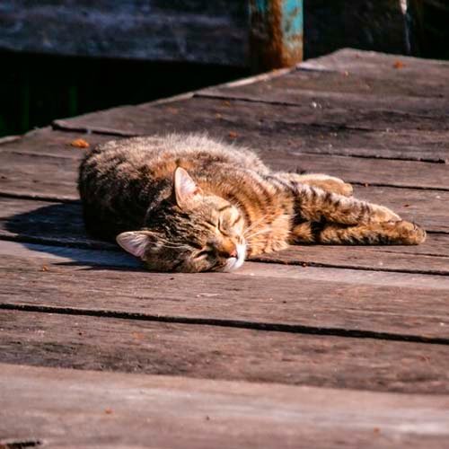 Qué significa soñar con con gatos muertos