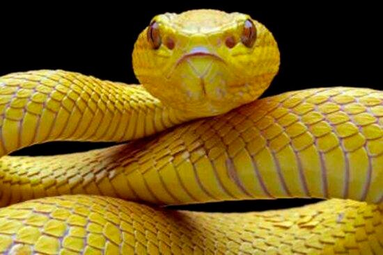 que significa soñar con una serpiente amarilla