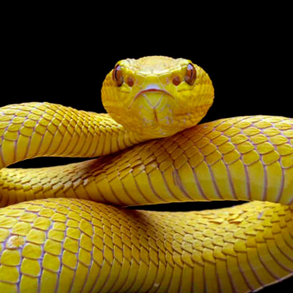 que significa soñar con una serpiente amarilla