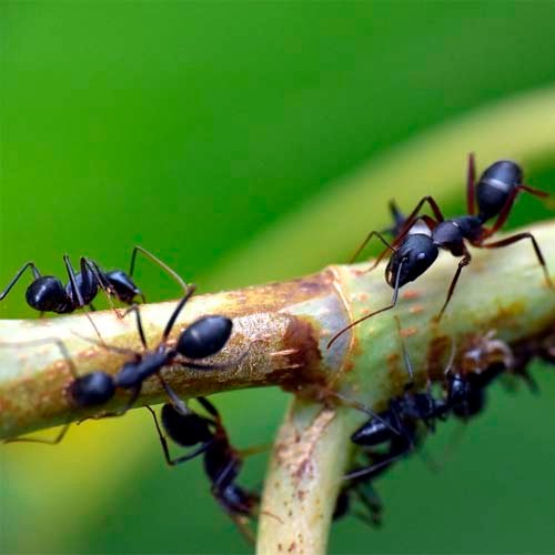 porque soñé con hormigas negras