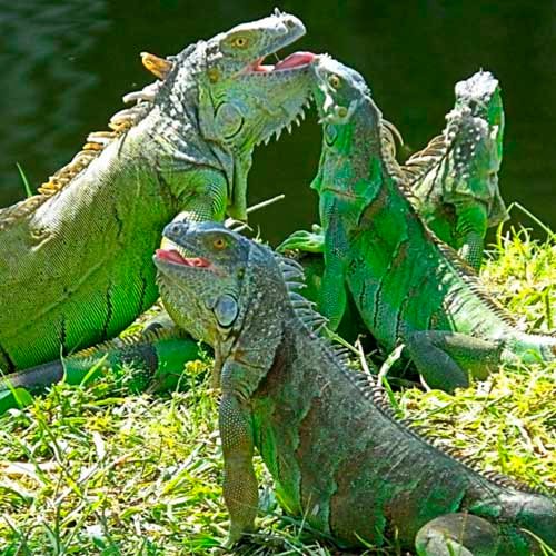 porque soñé con iguanas