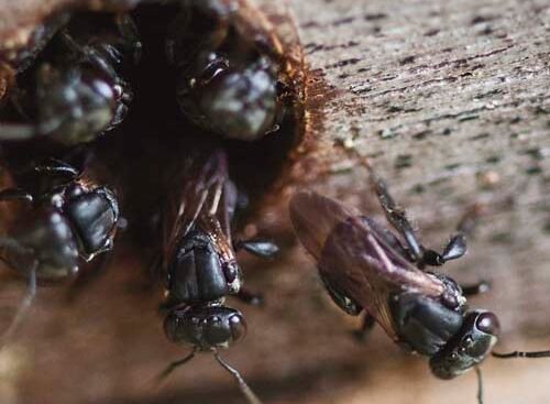 porque soñé con insectos