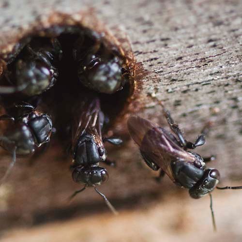 porque soñé con insectos