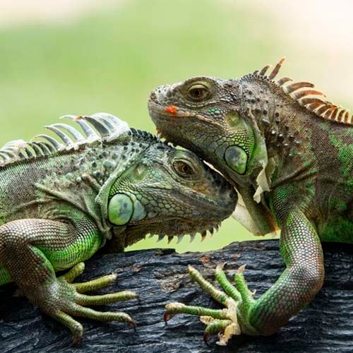 Qué significa soñar con iguanas