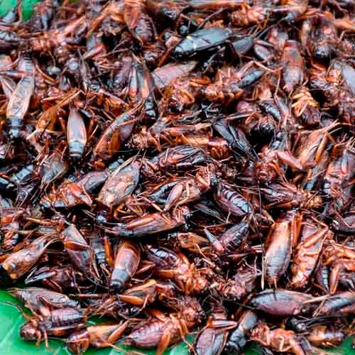 Qué significa soñar con insectos